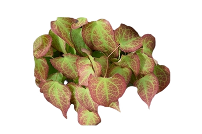 Horny Goat Weed Epimedium