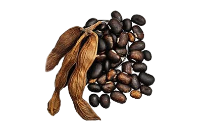 Mucuna Pruriens velvet bean